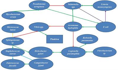 Microbial Interaction as a Determinant of the Quality of Supply Drinking Water: A Conceptual Analysis